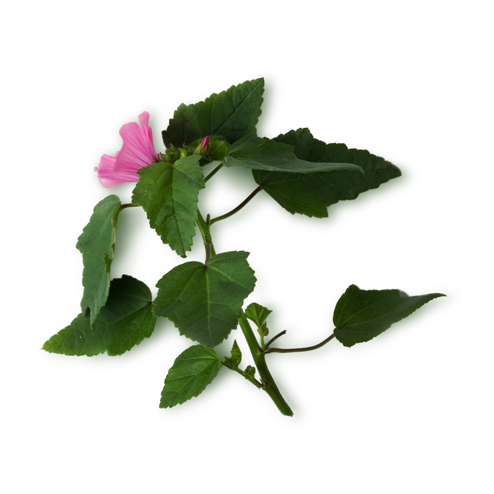 마시멜로 뿌리