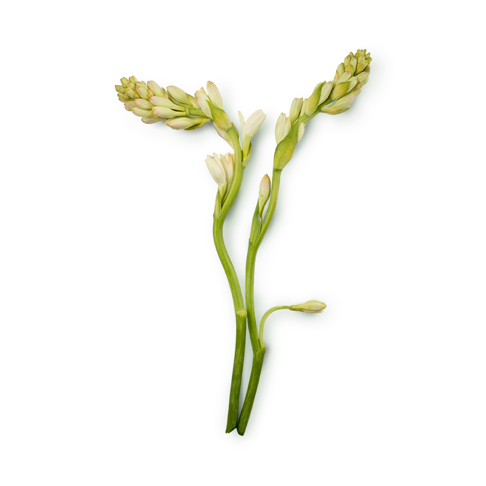 튜베로즈