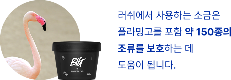 러쉬에서 사용하는 소금은 플라밍고를 포함 약 150종의 조류를 보호하는 데 도움이 됩니다.