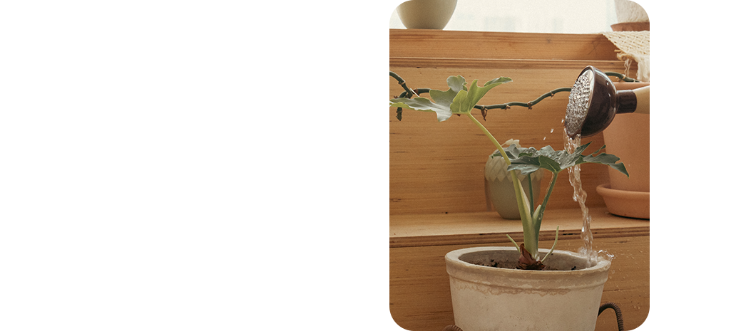 화분 이미지