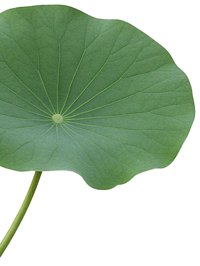 leaf