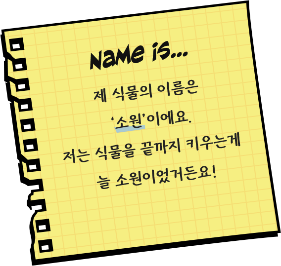제 식물의 이름은 소원이에요. 저는 식물을 끝까지 키우는게 늘 소원이었거든요!