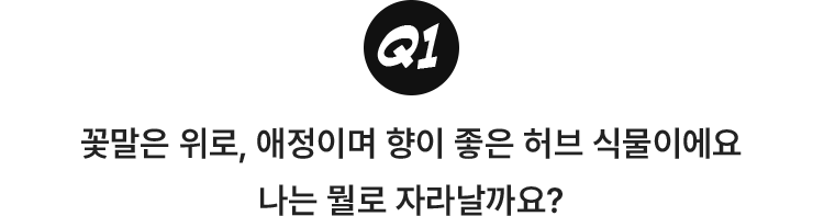 1.꽃말은 위로, 애정이며 향이 좋은 허브 식물이에요. 나는 뭘로 자라날까요?